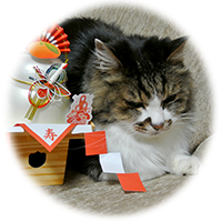 猫役員 みゅう 写真 (2026年 年賀)